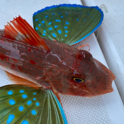 フィシングボートAir(エアー) 釣果