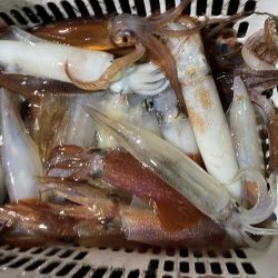 三吉丸 釣果