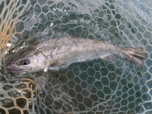 朝霞ガーデン 釣果