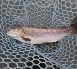 朝霞ガーデン 釣果