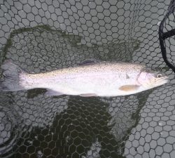 朝霞ガーデン 釣果