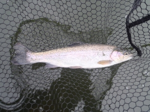 朝霞ガーデン 釣果