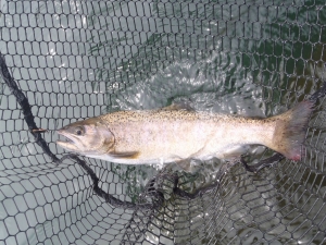 朝霞ガーデン 釣果