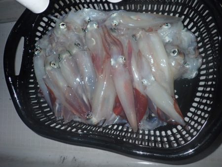 Aquanaut(アクアノート) 釣果