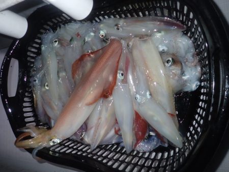 Aquanaut(アクアノート) 釣果