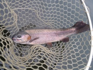 朝霞ガーデン 釣果