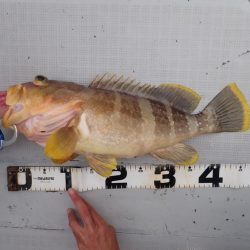 Aquanaut(アクアノート) 釣果