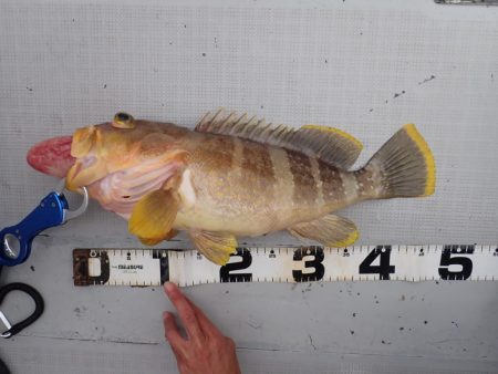 Aquanaut(アクアノート) 釣果