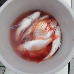 Aquanaut(アクアノート) 釣果