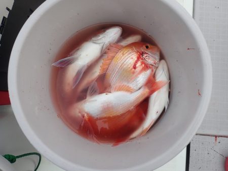 Aquanaut(アクアノート) 釣果