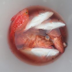 Aquanaut(アクアノート) 釣果