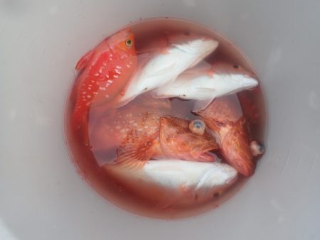 Aquanaut(アクアノート) 釣果