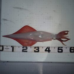 Aquanaut（アクアノート） 釣果