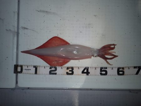 Aquanaut（アクアノート） 釣果