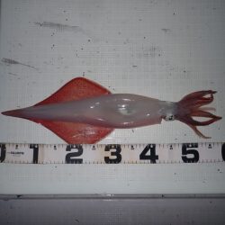 Aquanaut（アクアノート） 釣果