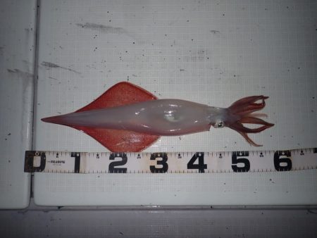 Aquanaut（アクアノート） 釣果