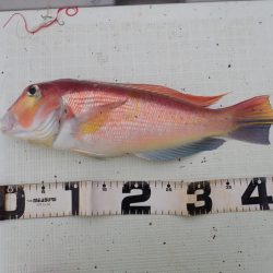 Aquanaut(アクアノート) 釣果