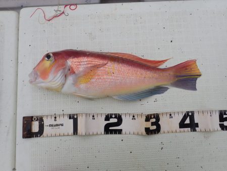 Aquanaut(アクアノート) 釣果