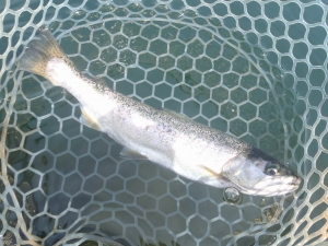 朝霞ガーデン 釣果