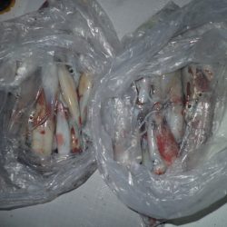 Aquanaut(アクアノート) 釣果