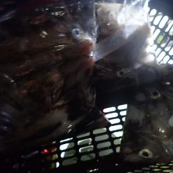 Aquanaut(アクアノート) 釣果