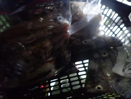 Aquanaut(アクアノート) 釣果