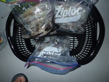 Aquanaut(アクアノート) 釣果