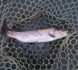 朝霞ガーデン 釣果