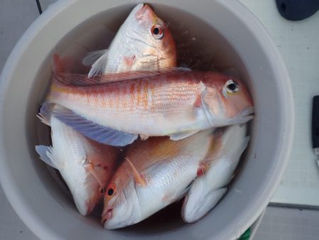 Aquanaut(アクアノート) 釣果