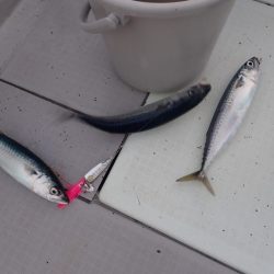 Aquanaut(アクアノート) 釣果