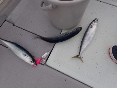 Aquanaut(アクアノート) 釣果