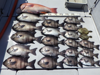 磯部釣船 直栄丸 釣果