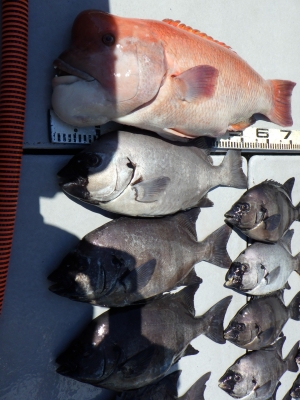 磯部釣船 直栄丸 釣果