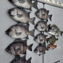 磯部釣船 直栄丸 釣果