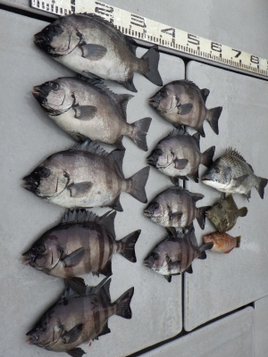 磯部釣船 直栄丸 釣果