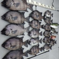 磯部釣船 直栄丸 釣果