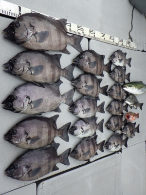 磯部釣船 直栄丸 釣果