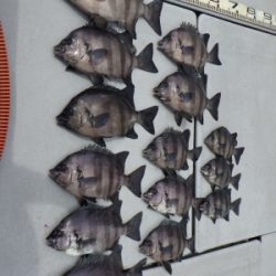 磯部釣船 直栄丸 釣果