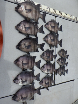 磯部釣船 直栄丸 釣果