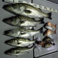 磯部釣船 直栄丸 釣果