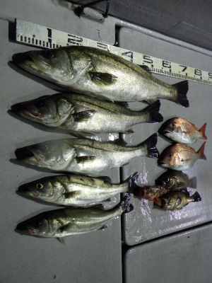 磯部釣船 直栄丸 釣果