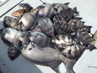 磯部釣船 直栄丸 釣果