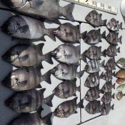 磯部釣船 直栄丸 釣果