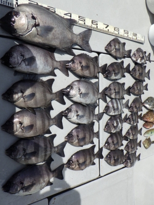 磯部釣船 直栄丸 釣果