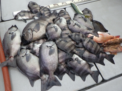 磯部釣船 直栄丸 釣果