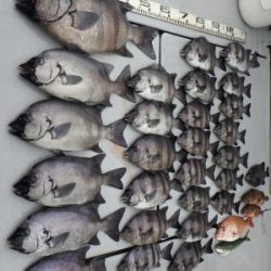 磯部釣船 直栄丸 釣果