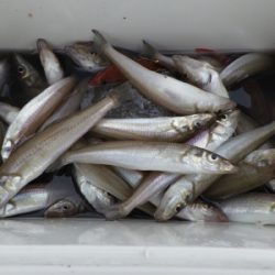 磯部釣船 直栄丸 釣果