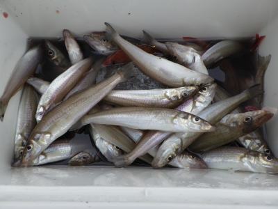 磯部釣船 直栄丸 釣果