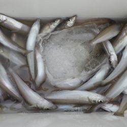 磯部釣船 直栄丸 釣果