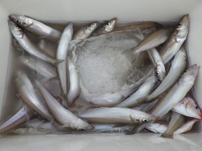 磯部釣船 直栄丸 釣果